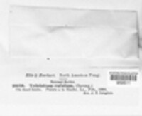 Rhytidhysteron rufulum image